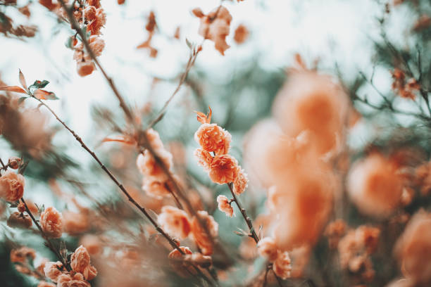 Plum tree flowers on the blue sky background. Pastel color toned.