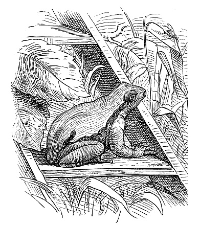 Illustration of a  European tree frog (Hyla arborea)