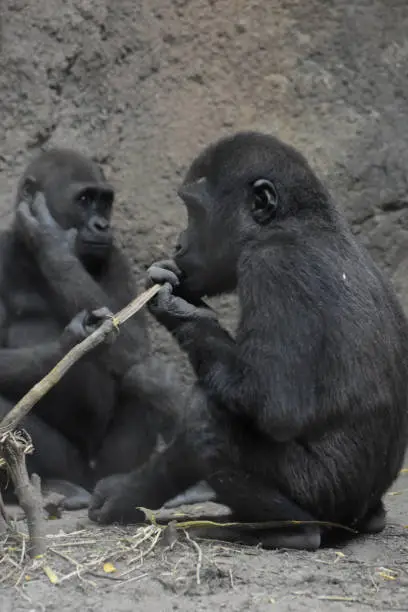 Pair of baby silverback gorillas going about their day.