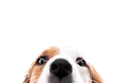 Sweet dog hides and looks out, isolated in front of white, eyes and nose, copy space