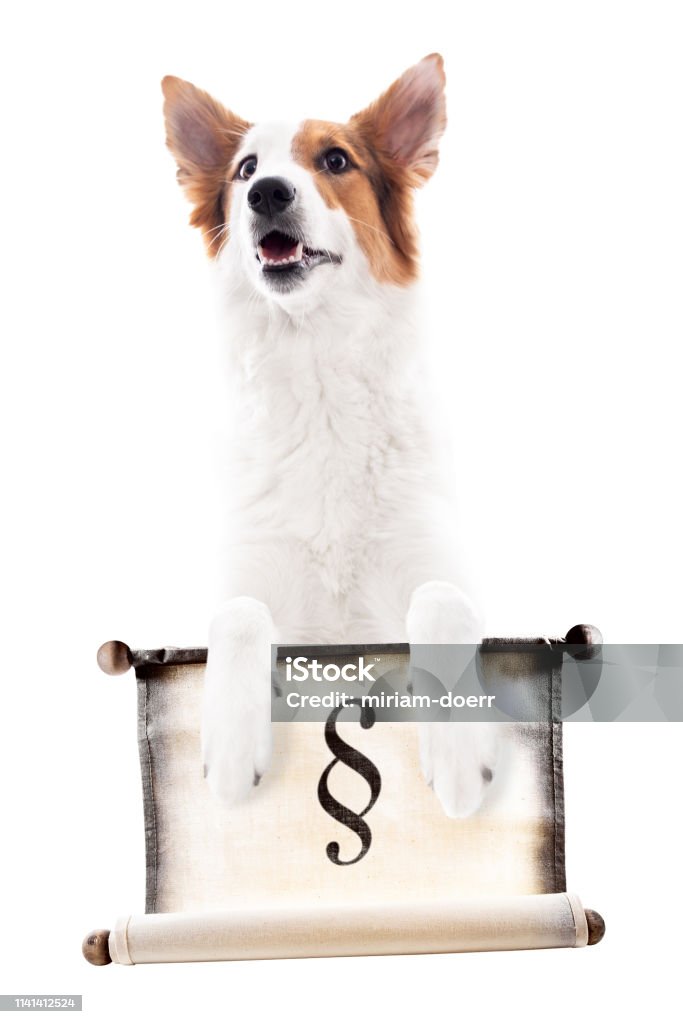 Dog Holds A Scroll With The Paragraph Sign Isolated In Front Of White Animal  Protection Law And Dog Law Stock Photo - Download Image Now - iStock
