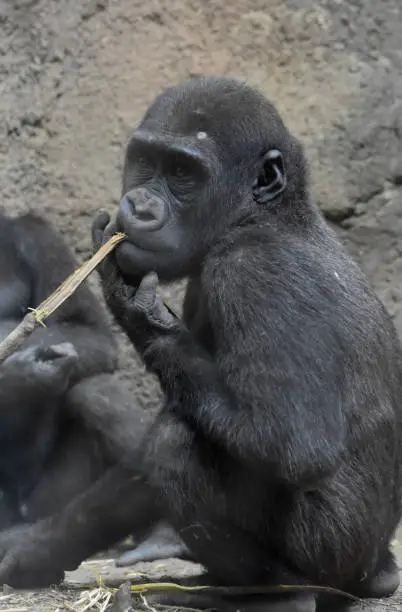 Beautiful close-up of itting silverback gorilla.