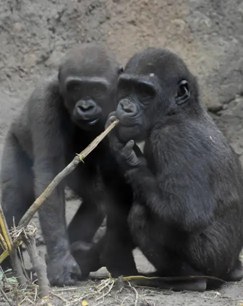 Two cute baby gorillas chewing on a piece of wood.