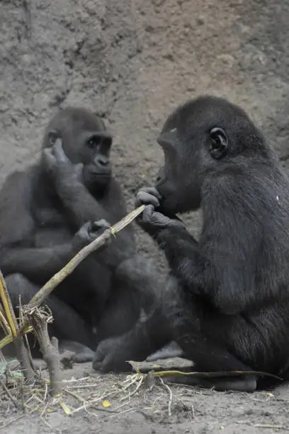 Shot of two cute mountain gorillas.