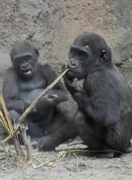 Adorable silverback gorillas sitting together and carrying out different tasks.