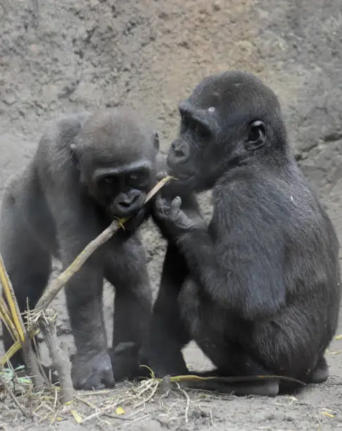 Two baby gorillas chewing on a piece of wood.