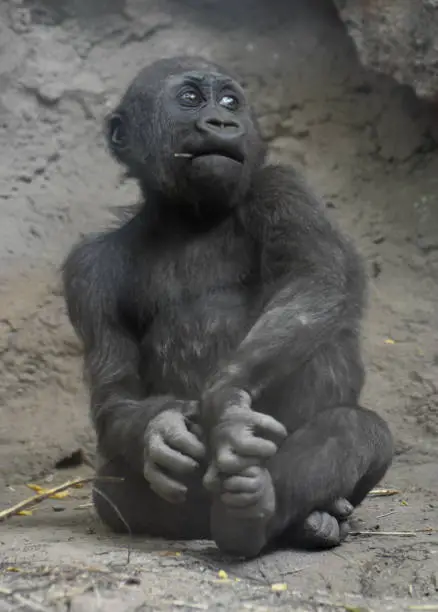 Baby Mountain Gorilla with something hanging out of its mouth.