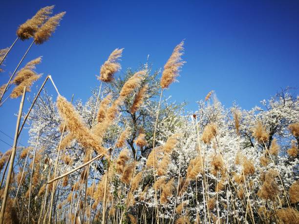 istock Golden Reed on white blossoming and blue sky background 1141413407