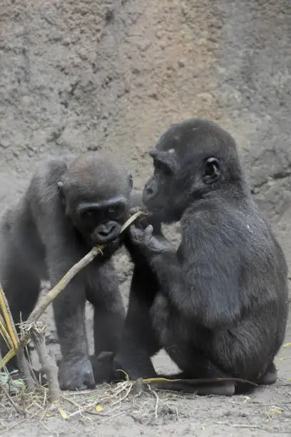 Baby silverback gorillas eating together.