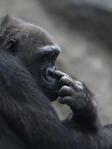 Adult Silverback Gorilla with Finger in its Nose.