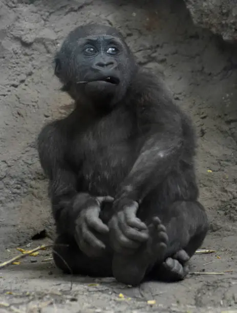 Adorable baby silverback with something in its mouth.