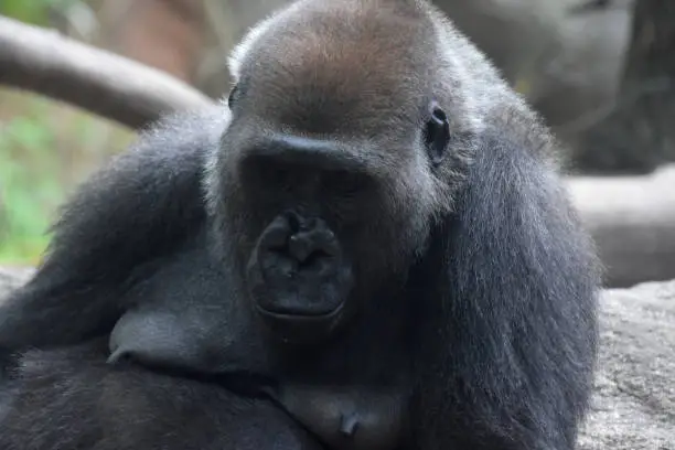 Adult mountain gorilla looking downward.