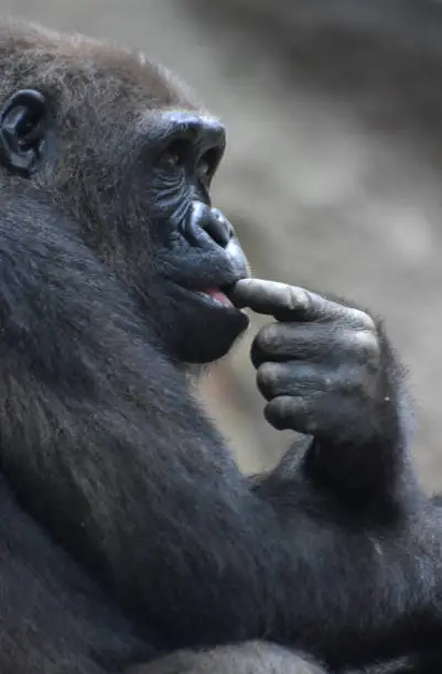 Adult primate eating something off its fingers.