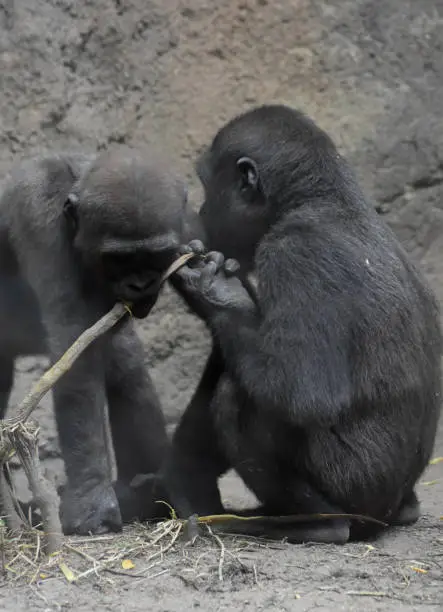 Cute Silverback baby gorillas playing together.