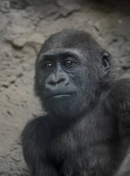 Adorable baby silverback gorilla looking forward.