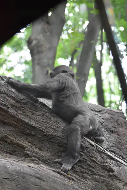 Adorable Gorilla Swinging from Trees.