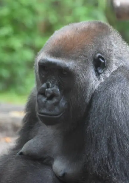 Adult mountain gorilla with upse expression on its face.