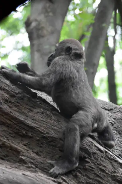 Picture of baby gorilla climbing a tree from behind.