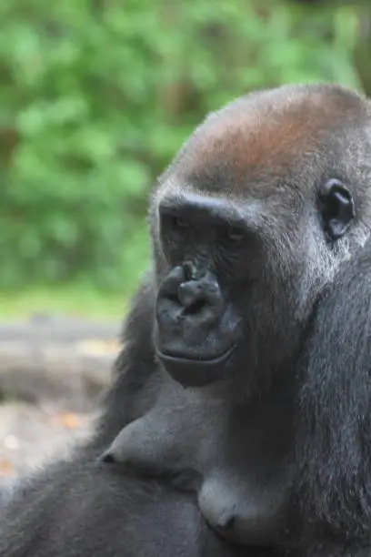 Adult Silverbacck Gorilla Looking Upset.