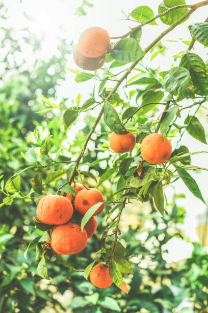 istock Ripe orange tangerines on a branch 1141416762