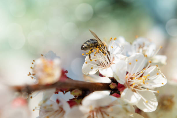 istock Honey bee collecting pollen from a cherry tree blossom 1141422811
