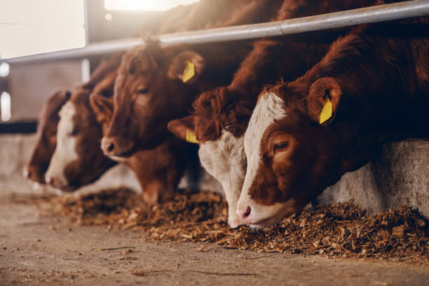 primo passo dei vitelli nella fattoria degli animali che mangiano cibo. concetto di industria della carne. - beef foto e immagini stock