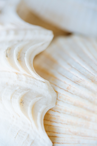 Abstract Seashell blurred background. Macro photography. Beautiful backdrop with copy cpace for webdesign. Holiday concept