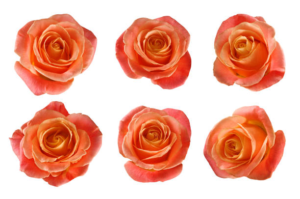 istock isolated image of flowers 1141423310