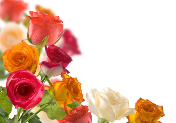 isolated image of flowers