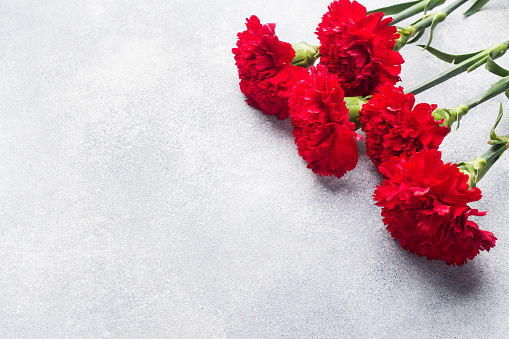 Red carnations on concrete background with copy space. Mother's Day card, Valentine's day