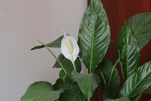 Selective focus on the white flower in bloom of the green home plant Spatifilum - Peace lily