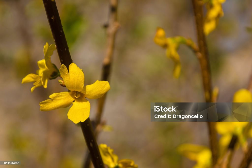 Forsythia Lynwood Flowers Bright yellow flowers on a forsythia lynwood shrub Beauty Stock Photo