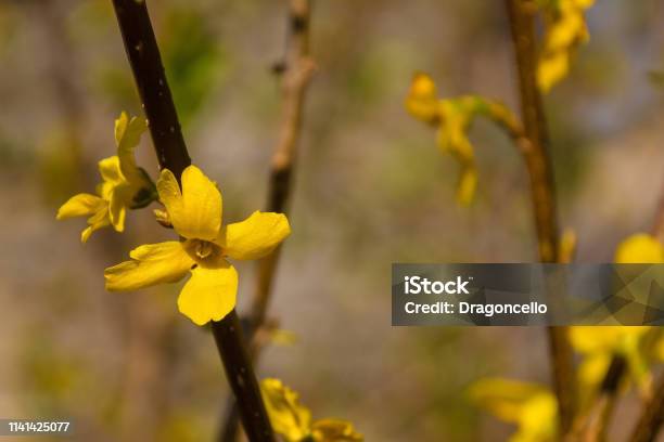 Forsythia Lynwood Flowers Stock Photo - Download Image Now - Beauty, Blossom, Botany