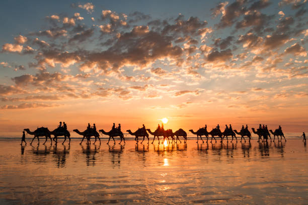 Sunset silhouette of the camels on Cable Beach, Broome, Western Australia. The sun is setting behind the camels and the camels are reflected on the wet sand of the beach at low tide. camel stock pictures, royalty-free photos & images