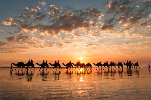 The sun is setting behind the camels and the camels are reflected on the wet sand of the beach at low tide.
