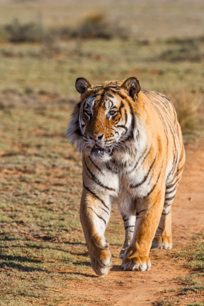 istock Tiger male - South Africa 1141426785