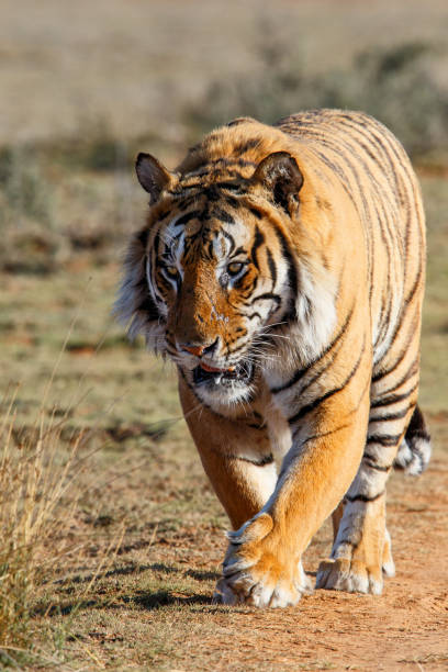 istock Tiger male - South Africa 1141426873