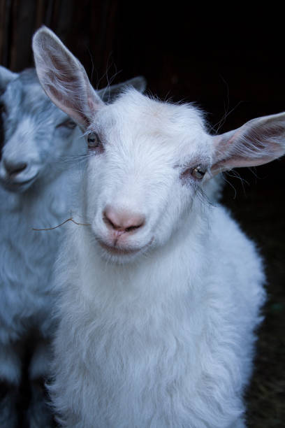 istock family farm 1141427127