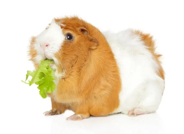 Guinea pig chewing salad on white background