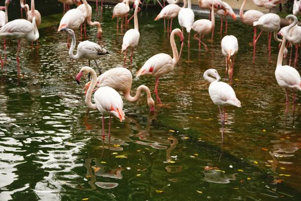 istock Flamingos in Kowloon Park, Hong Kong 1141428601