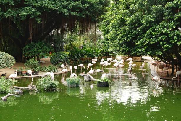 istock Flamingos in Kowloon Park, Hong Kong 1141428722