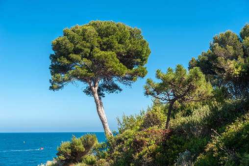 Pine tree at Cap du Dramont near Saint-Raphael in the Department Var of the province Provence-Alpes-Cote d´Azur
