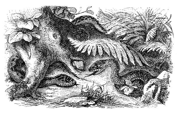 adder, węże w drewnie - european adder illustrations stock illustrations
