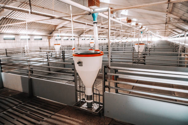 Picture of clean empty pig stall.