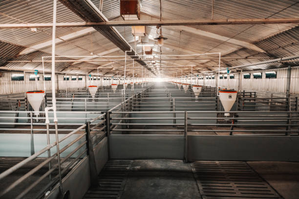 istock Picture of clean empty pig stall. 1141429346