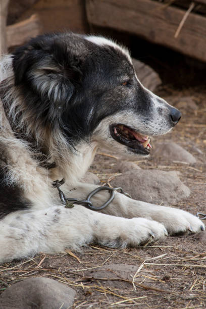 istock the family dog 1141429379