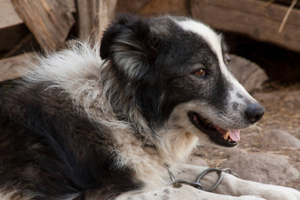 istock the family dog 1141429380