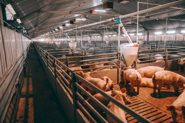 un sacco di maiali in capannone di animali mangiare, stare in piedi e mentire. concetto di industria della carne. - recinto per animali foto e immagini stock