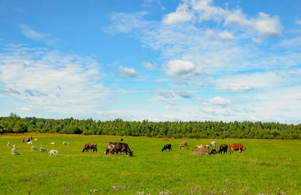 Summer countryside with grazing animals, cows and goats.