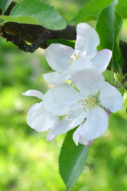 istock Apple or pear blossoms. White flowers of tree in the early spring. 1141430975
